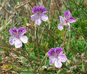 The beautiful Rock Storksbill - Erodium foetidum © John Muddeman